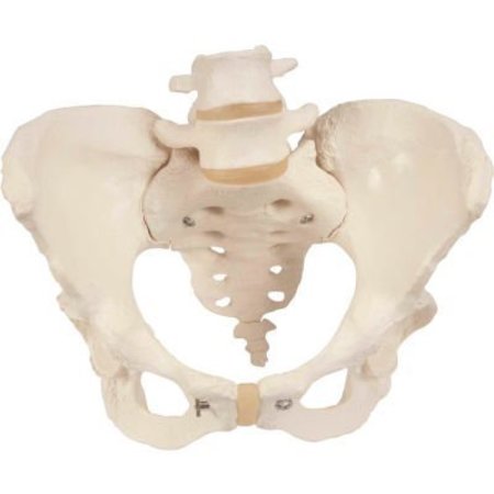 3B® Anatomical Model - Female Pelvic Skeleton with Movable Femur Heads -  FABRICATION ENTERPRISES, 983570
